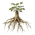 Astragalus Root